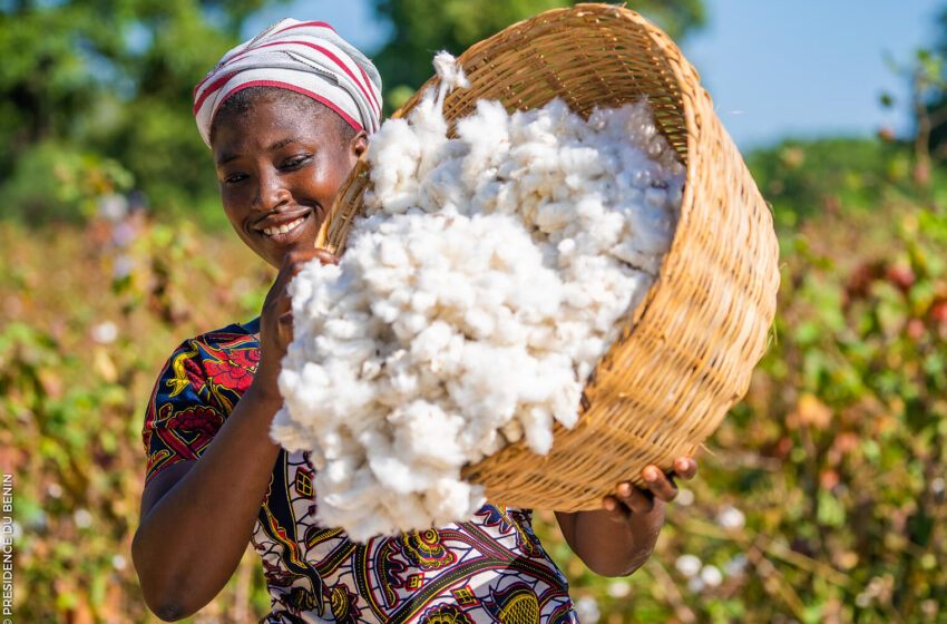  Filière coton: Sodecoton, le poumon économique du Grand-Nord